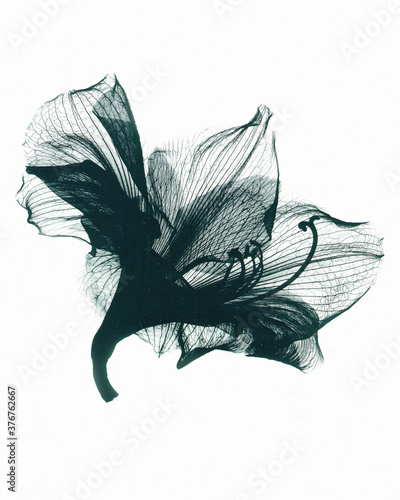 X-ray image of Amaryllis flower photo