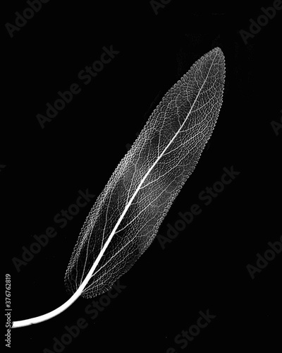 Inverted image of sage leaf photo