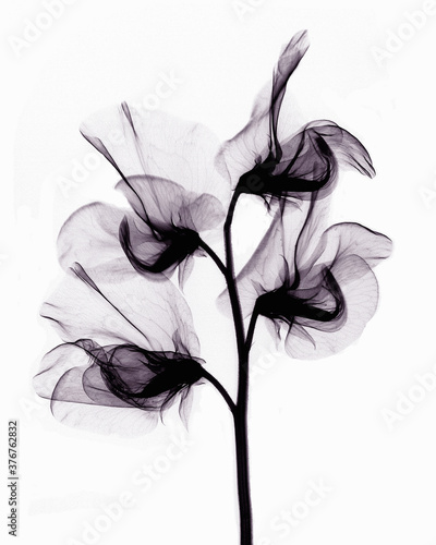 X-ray image of sweet pea flowers photo