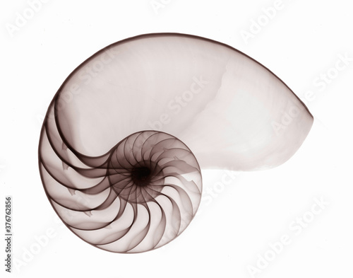 X-ray image of nautilus seashell photo