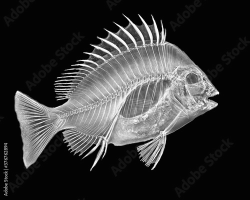 Inverted image of Sheepshead fish photo