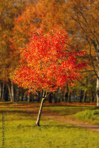 Rowan tree with orange leaves in the autumn park. Background image