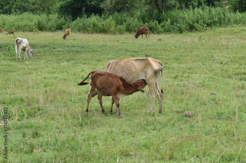 herd of cows