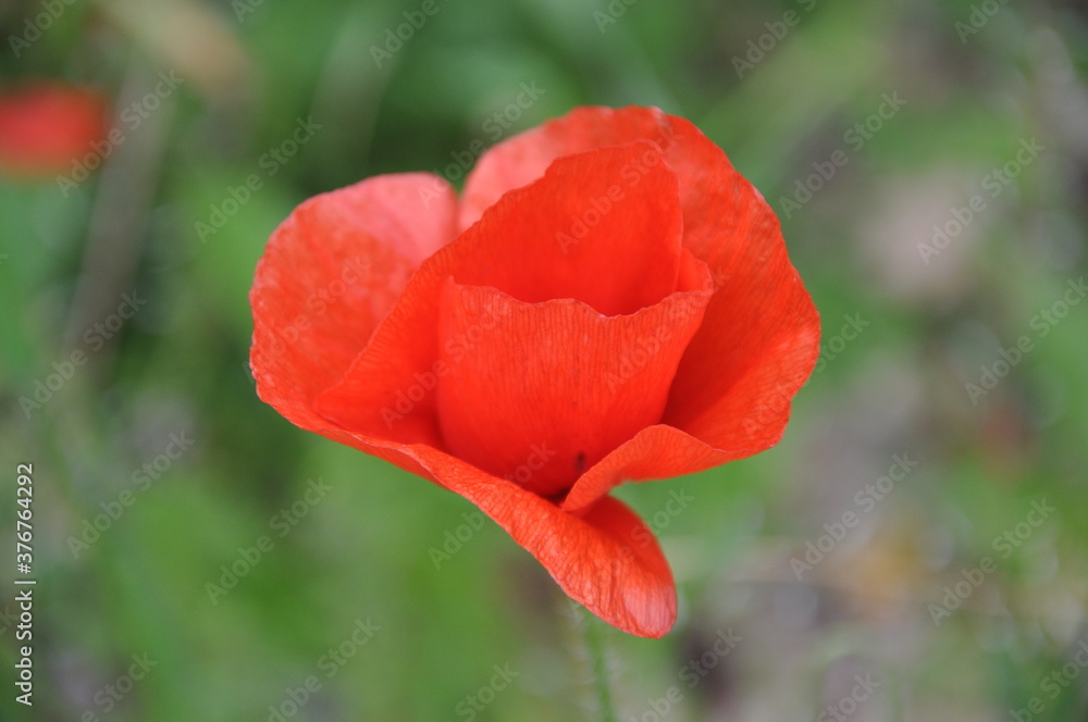 Beautiful isolated red poppy in a green field. Nature, pink. Beautiful isolated red poppy in a green field. Nature, pink.
