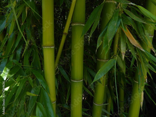 bamboo plant texture  with some leaves
