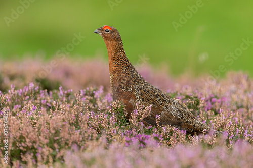 Red Grouse (Scientific name: Lagopus Lagopus Scotica. Male or Cockbird with flared red eyebrow in blooming purple heather. Facing left. Clean, green background. Space for copy.