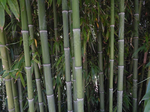 bamboo plant texture with some leaves