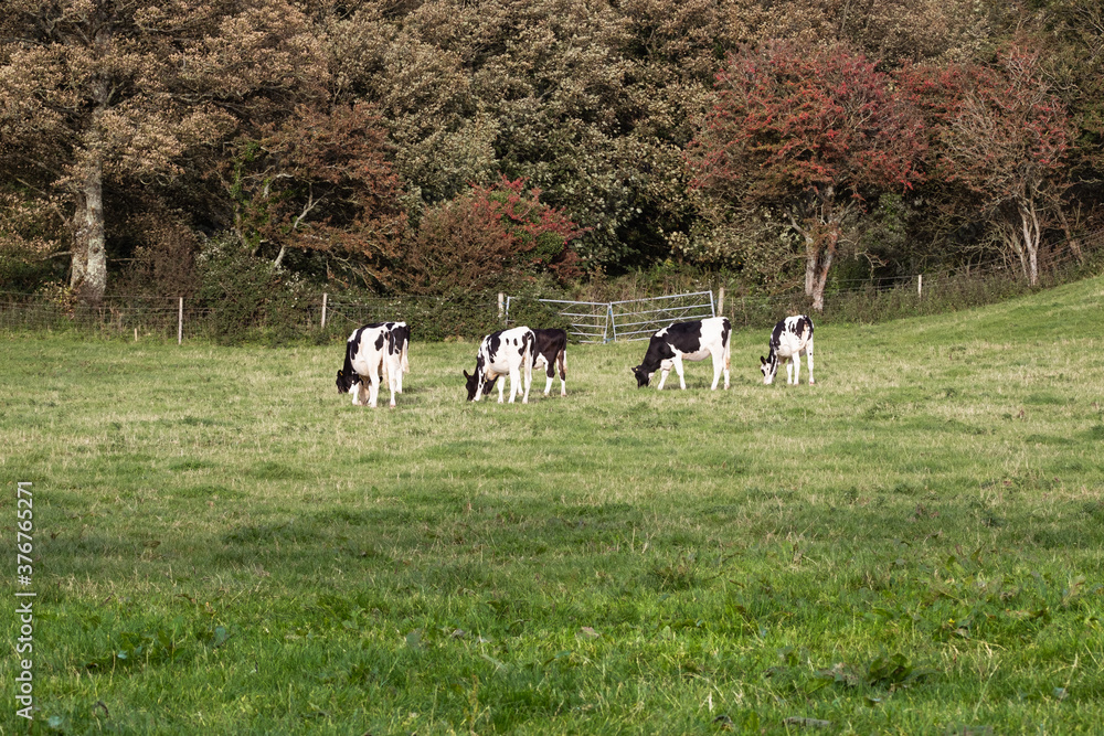 Black and white cows grazing in a field with trees in the background Black and white cows grazing in a field with trees in the background