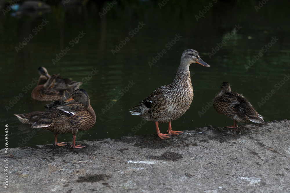 A flock of ducks standing on the shore of the city reservoir in summertime A flock of ducks standing on the shore of the city reservoir in summertime