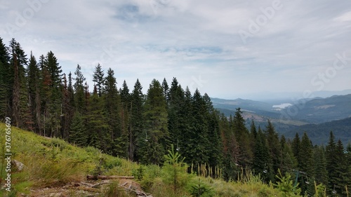 trees in the mountains