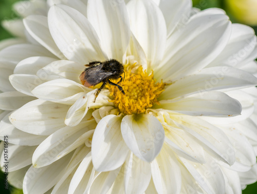 A fluffy bumblebee close-up sits on the yellow middle of a white dahlia. Floral background