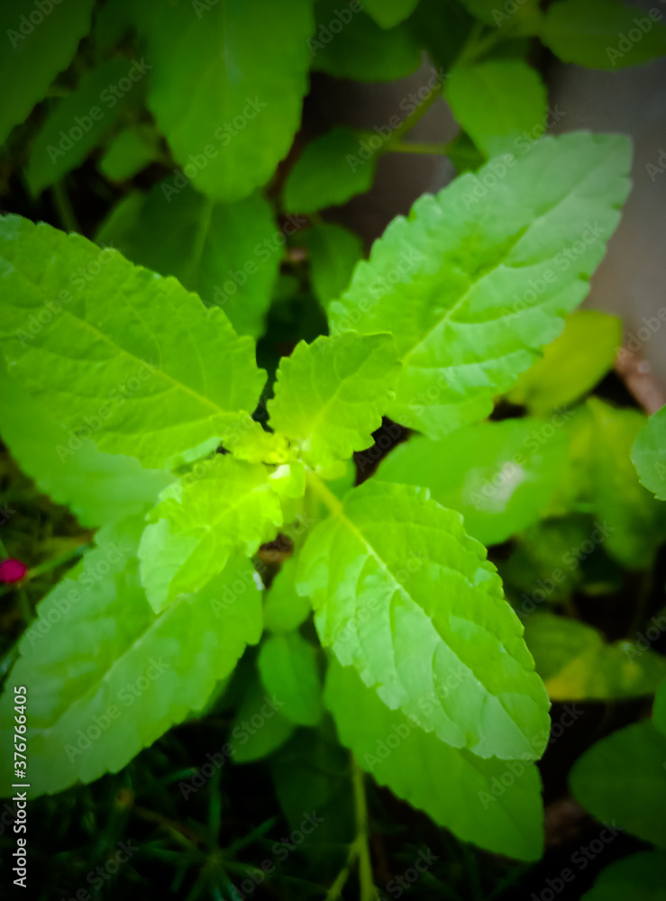 Tulsi father and Tulsi ki pattiyan Tulsi father and Tulsi ki pattiyan