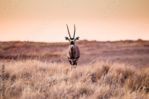 Portrait of oryx in Namibrand Nature Reserve , Namibia photo