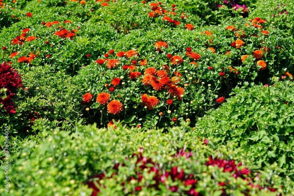 Colorful chrysanthemum flowers in the fall