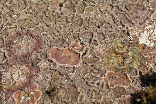 Bilde på lerret Submarine crusts of coralline algae