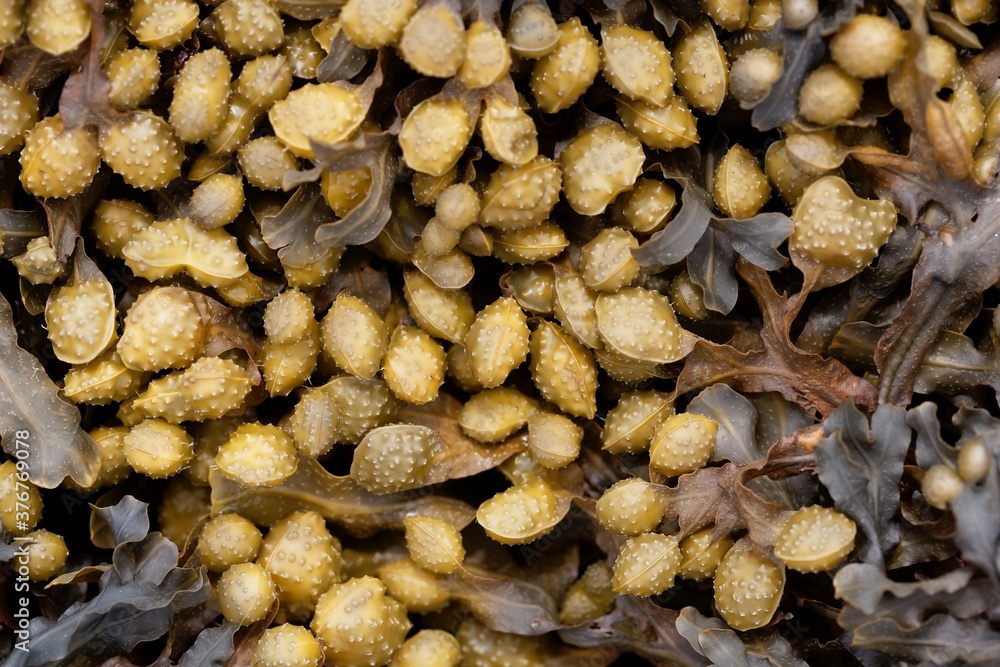 Φωτογραφία Reproduction bodies of a spiral wrack, Fucus spiralis.