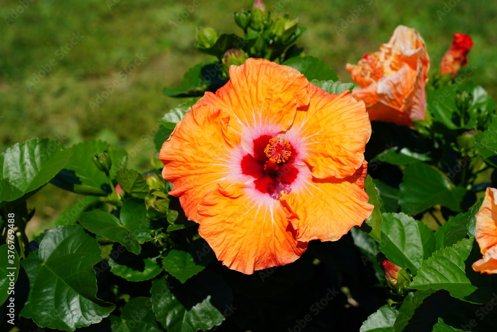 Yellow, orange and red hibiscus flower in bloom Yellow, orange and red hibiscus flower in bloom