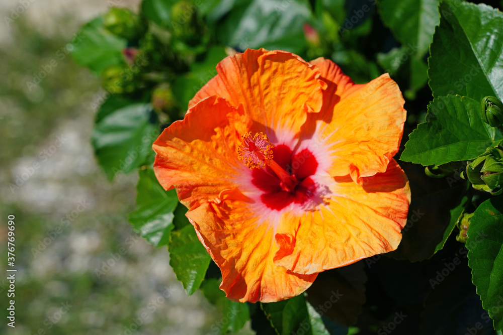 Yellow, orange and red hibiscus flower in bloom Yellow, orange and red hibiscus flower in bloom