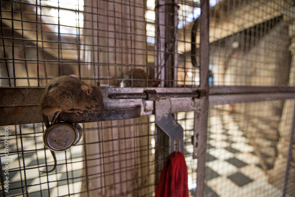 Rat on cage at Karni Mata rat temple Deshnoke Rajasthan India