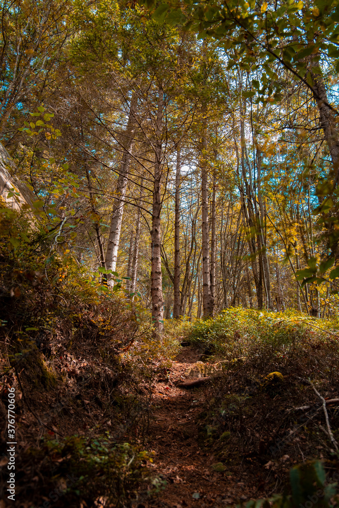 majestic autumn forest nature photography landscape scenic view golden October season time with falling leaves on ground majestic autumn forest nature photography landscape scenic view golden October season time with falling leaves on ground