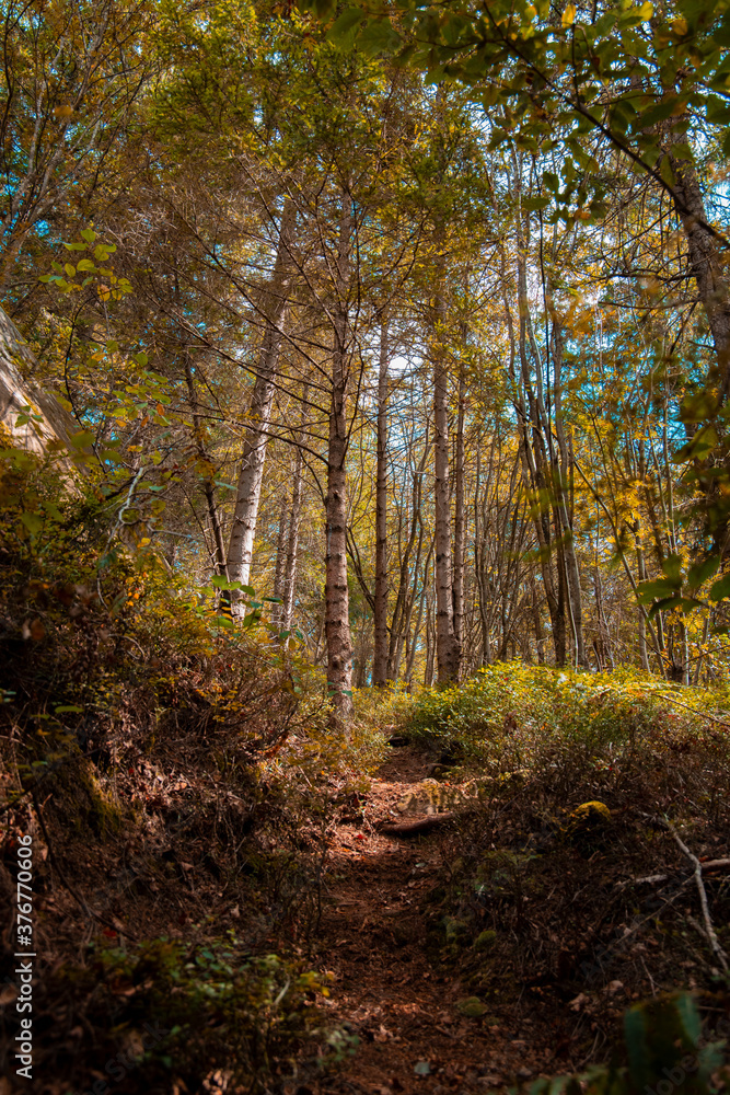 majestic autumn forest nature photography landscape scenic view golden October season time with falling leaves on ground