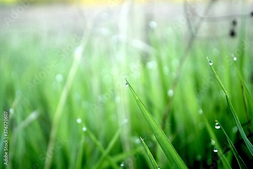 Early morning dew drops on green grass in spring meadow