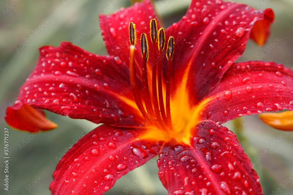 Burgundy day-Lily flower and water droplets on grey background Burgundy day-Lily flower and water droplets on grey background