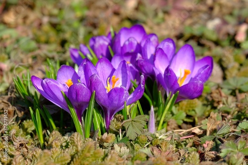 Beautiful spring close-up photo of a group of blooming crocus flowers on a meadow.