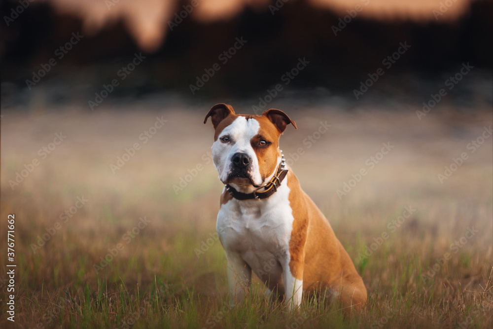 Amstaff dog is sitting at the grass and looking at camera