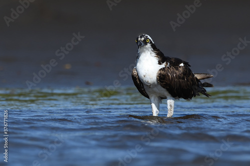 Osprey is hunting in the river water