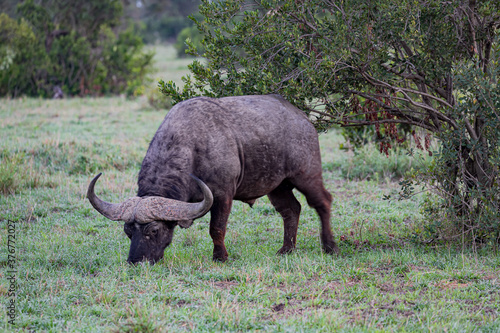 African Buffalo or Cape buffalo - Scientific name: Syncerus caffer subspecies aequinoctialis - standing in tall grass. Belonging to the Big Five, Buffalos are responsible for 200 kills a year photo