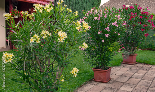 Canvastavla Nice oleander in the garden in summer