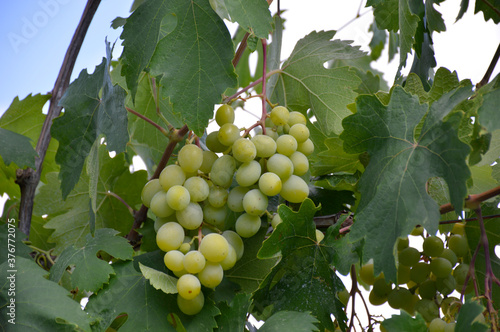 Wallpaper Mural ripening bunch of grapes hanging on a bush among green leaves close-up Torontodigital.ca