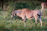 African oryx grazing in Kenya walking left