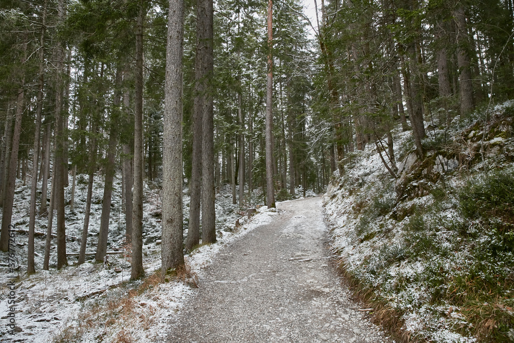 Snowy forest path, Zugspitze, Bavaria, Germany Snowy forest path, Zugspitze, Bavaria, Germany