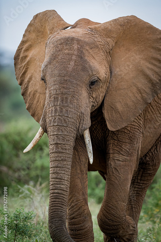 Beautiful closeup of African elephant in Samburu, Kenya