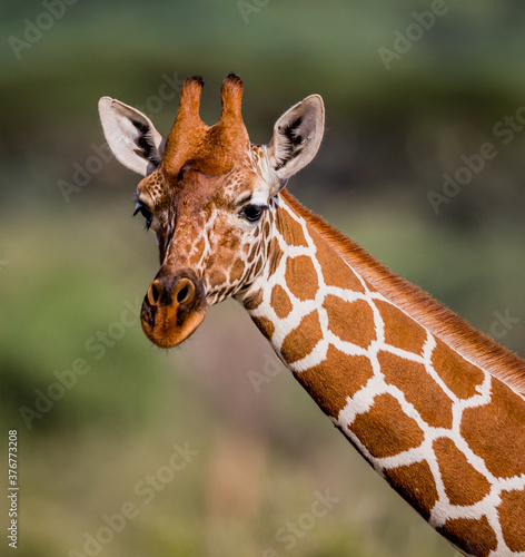 Canvas Print Beautiful reticulated giraffe in close up shot in Samburu