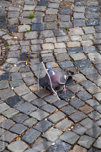 Taube sammelt Plastikmüll für Nestbau.