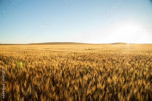 Morning light over wheat field photo