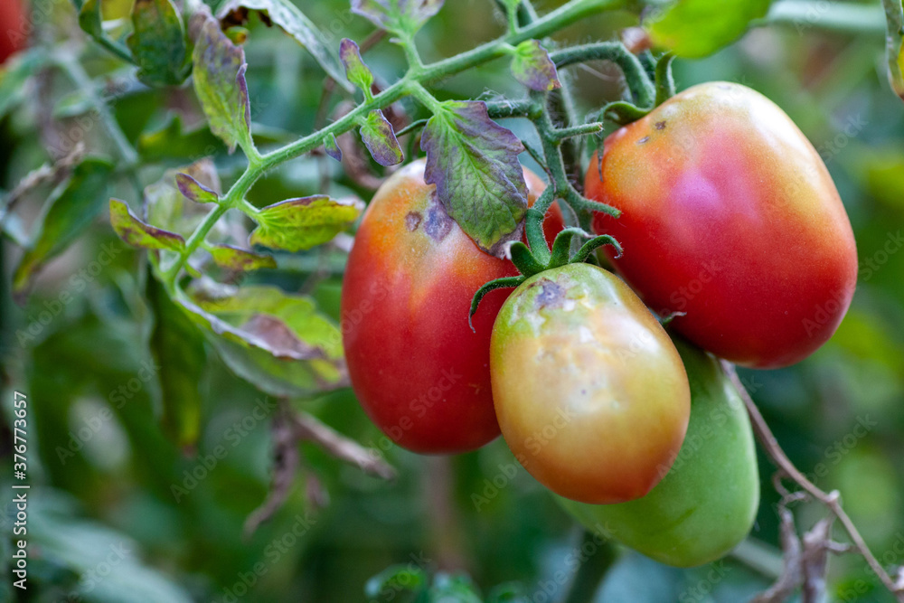 damaged by disease and pests of tomato leaves damaged by disease and pests of tomato leaves