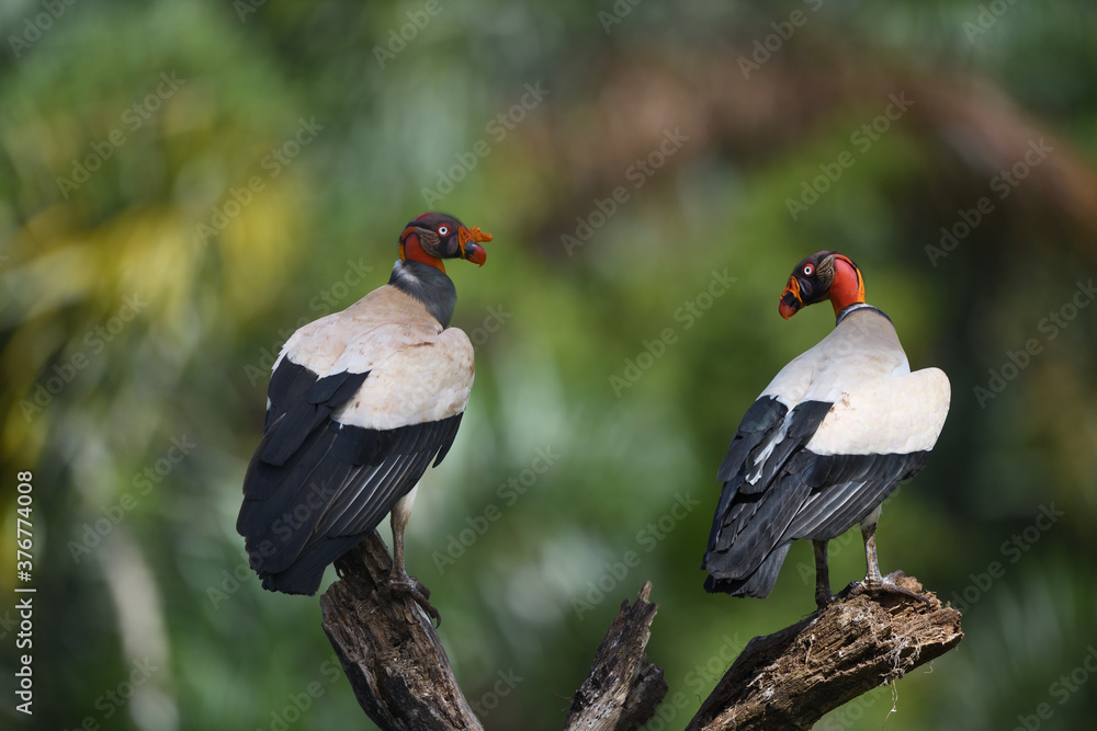 King vulture pair is perching on branch in forest King vulture pair is perching on branch in forest