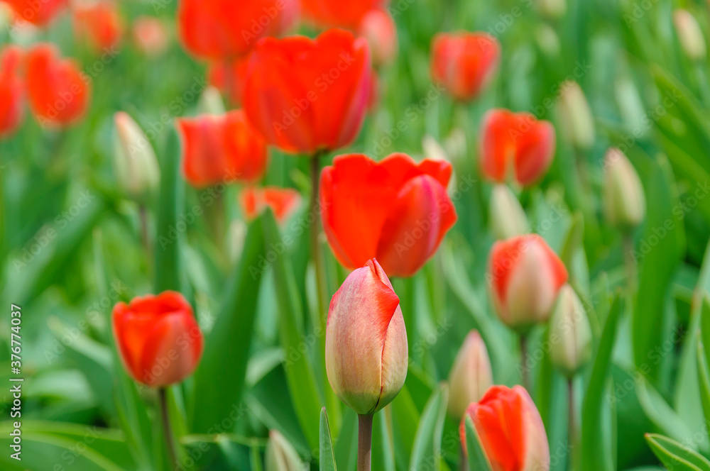 Red unblown tulip in the spring garden. Blurred background. Red unblown tulip in the spring garden. Blurred background.
