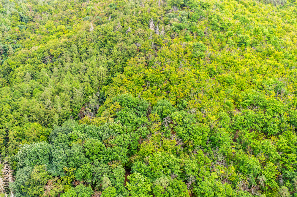 a sunny mixed forest from above