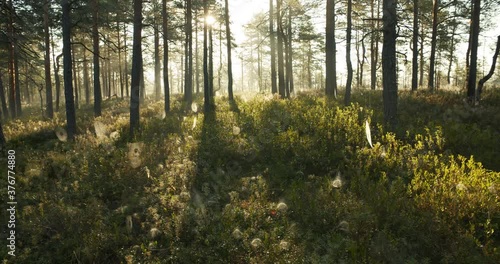 Wallpaper Mural Sunny forest with fig in early morning after sunrise Torontodigital.ca