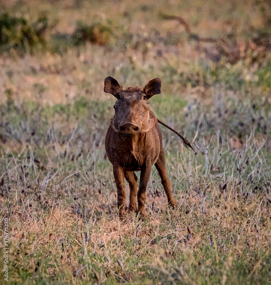 Fototapeta premium Close up of young warthog in Samburu