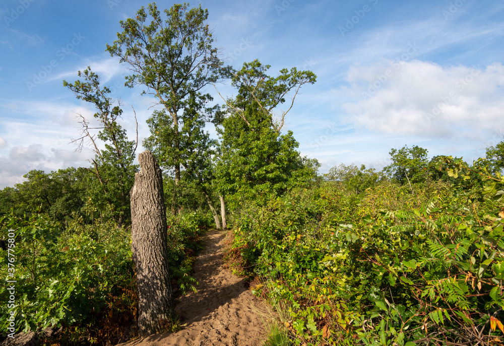 Landscape along the sandy trails of Dunes Ridge Trail on a beautiful late summer morning.  Indiana Dunes National Park, Indiana, USA