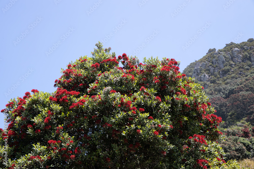 Pohutukawa Baum mit Blüten im Badeort Mount Manganui in der Region Bay of Plenty auf der Nordinsel von Neuseeland