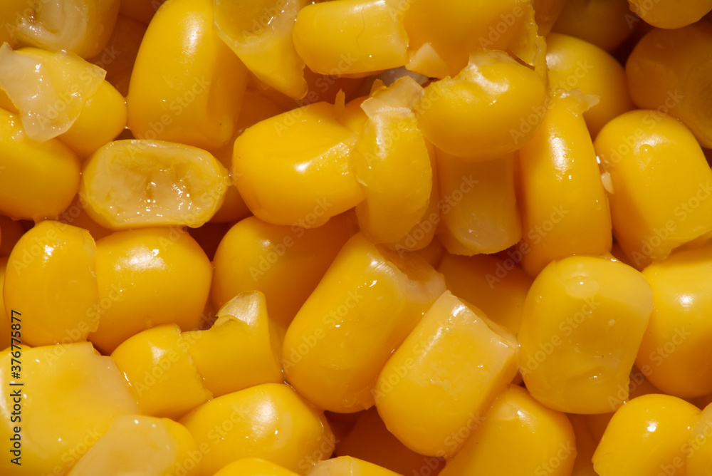Yellow grains of corn macro, yellow grains texture Yellow grains of corn macro, yellow grains texture
