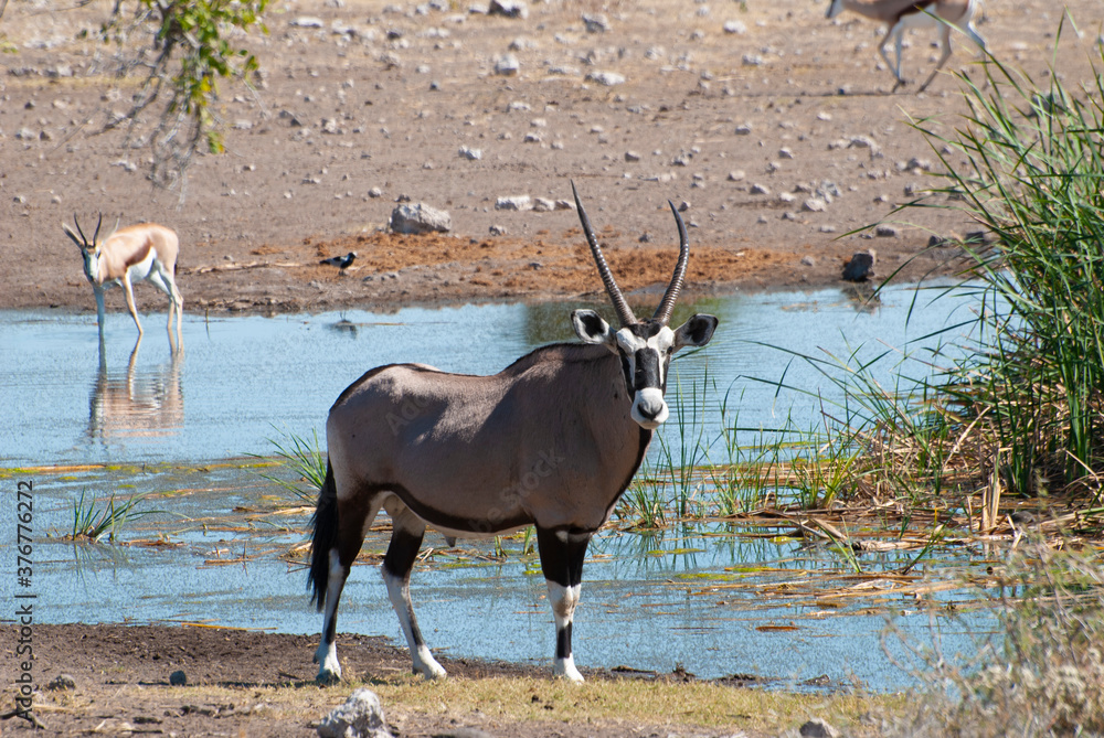 A large antelope, the gemsbok (Oryx gazella) near a watering hole in Etosha National Park, Namibia, Southern Africa. A large antelope, the gemsbok (Oryx gazella) near a watering hole in Etosha National Park, Namibia, Southern Africa.