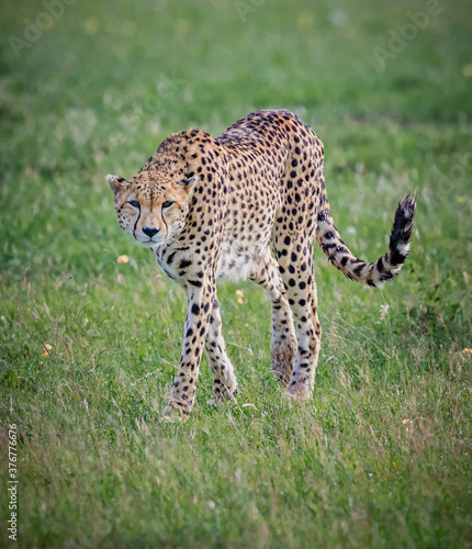 Female cheetah walking through grassy field in Kenya © Jo